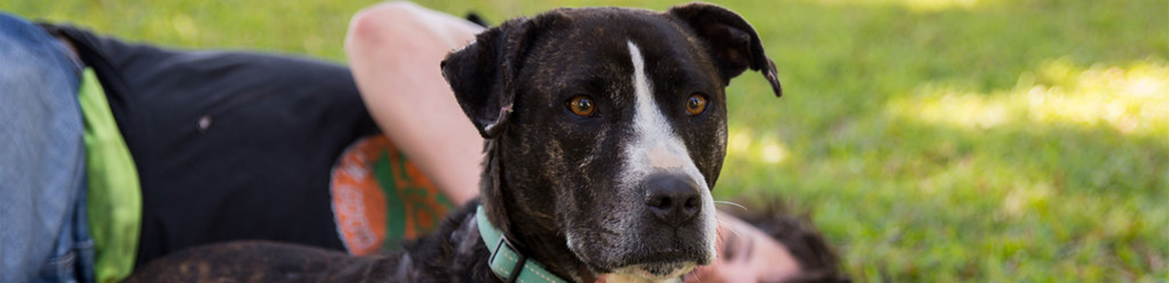 rocky makes a full recovery rspca million paws walk